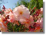 Flors_216.jpg