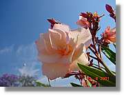 Flors_217.jpg