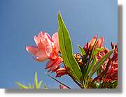 Flors_218.jpg