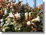 Flors_219.jpg