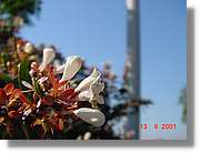 Flors_220.jpg
