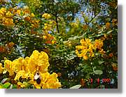 Flors_221.jpg