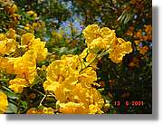 Flors_222.jpg