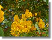 Flors_223.jpg