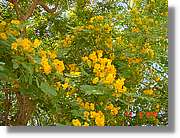 Flors_224.jpg