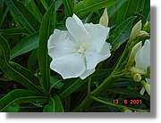 Flors_225.jpg