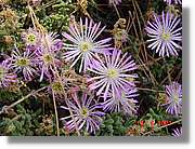 Flors_226.jpg