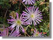Flors_227.jpg