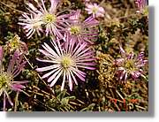Flors_228.jpg