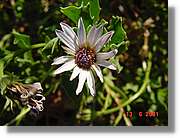Flors_229.jpg