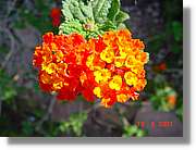 Flors_230.jpg