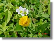 Flors_231.jpg