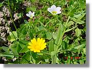 Flors_232.jpg