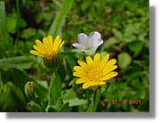 Flors_233.jpg