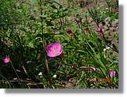 Flors_235.jpg