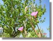Flors_236.jpg