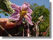 Flors_237.jpg