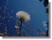 Flors_239.jpg