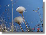 Flors_240.jpg