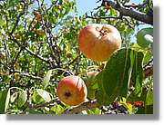 Flors_241.jpg
