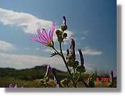Flors_244.jpg