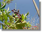 Flors_247.jpg