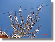Flors_248.jpg