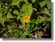 Flors_250.jpg