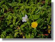 Flors_251.jpg