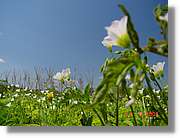 Flors_252.jpg