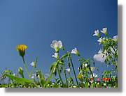 Flors_253.jpg