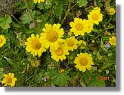 Flors_258.jpg