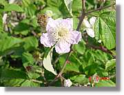 Flors_260.jpg