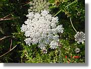 Flors_261.jpg