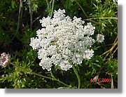 Flors_262.jpg
