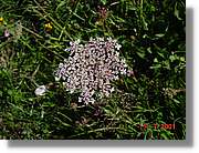 Flors_266.jpg