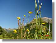 Flors_267.jpg