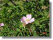 Flors_269.jpg