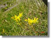 Flors_270.jpg