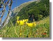 Flors_272.jpg