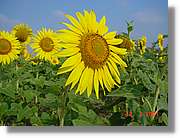 Flors_276.jpg