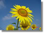 Flors_279.jpg