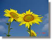 Flors_283.jpg