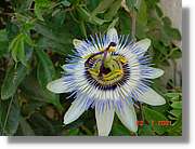 Flors_285.jpg
