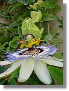 Flors_290.jpg