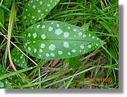 Flors_301.jpg
