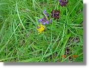 Flors_302.jpg