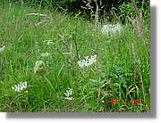 Flors_303.jpg