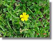 Flors_304.jpg