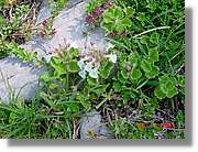 Flors_305.jpg